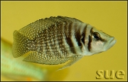 Altolamprologus calvus White