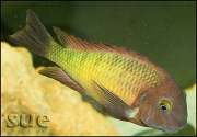 Tropheus sp. Ilangi Yellow Real