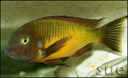 Tropheus sp. Ilangi Yellow Real