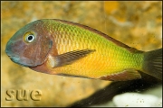 Tropheus sp. Ilangi Yellow Real