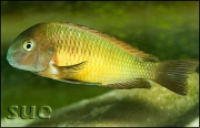 Tropheus sp. Ilangi Yellow Real