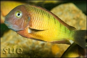 Tropheus sp. Ilangi Yellow Real