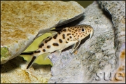 Synodontis multipunctatus