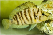 Altolamprologus compressiceps Yellow