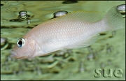 Lamprologus caudopunctatus Moliro