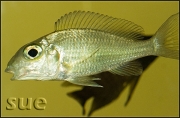 Callochromis macrops Ndole red