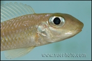 Xenotilapia leptura