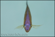 Cyprichromis leptosoma Kekese Blue