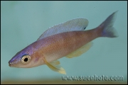 Cyprichromis leptosoma Kekese Blue