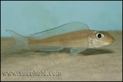 Xenotilapia leptura