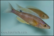 Cyprichromis leptosoma Kekese Blue