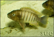 Petrochromis famula Kaiser