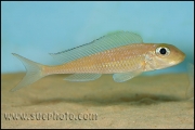 Xenotilapia leptura