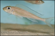 Xenotilapia leptura