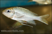 Ophthalmotilapia ventralis Samazi