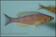 Cyprichromis leptosoma Kekese Blue