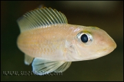 Xenotilapia leptura