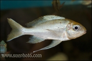 Ophthalmotilapia ventralis Samazi