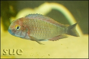 Tropheus sp. Lufubu