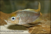 Ophthalmotilapia ventralis Samazi