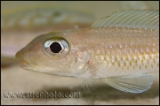 Xenotilapia leptura