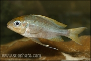 Ophthalmotilapia ventralis Samazi