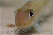 Xenotilapia leptura