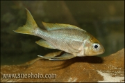 Ophthalmotilapia ventralis Samazi