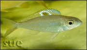 Ectodus descampsii Yellow