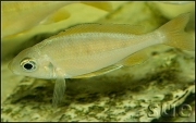 Ophtalmotilapia nasuta Gold