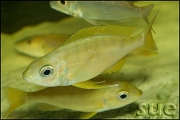 Ophtalmotilapia nasuta Gold