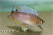 Cyprichromis leptosoma Kekese Blue