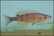 Cyprichromis leptosoma Kekese Blue