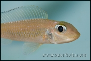 Xenotilapia leptura