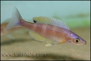 Cyprichromis leptosoma Kekese Blue