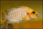 Altolamprologus compressiceps Gold Head