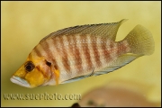 Altolamprologus compressiceps Gold Head