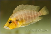 Altolamprologus compressiceps Gold Head