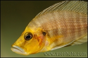 Altolamprologus compressiceps Gold Head