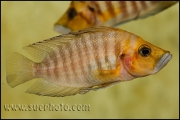 Altolamprologus compressiceps Gold Head