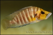 Altolamprologus compressiceps Gold Head