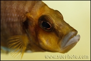 Altolamprologus compressiceps Gold Head