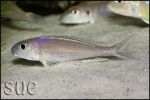 Xenotilapia bathyphilus Chimba