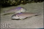 Xenotilapia bathyphilus Chimba