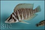 Altolamprologus calvus White