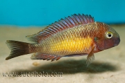 Tropheus sp. Kasanga