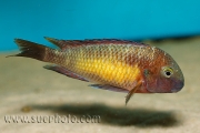 Tropheus sp. Kasanga