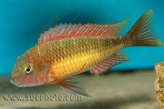 Tropheus sp. Kasanga