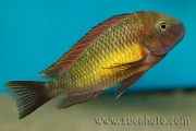 Tropheus sp. Kasanga