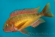 Tropheus sp. Kasanga